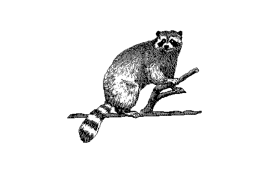 [MammalsClipart-raccoon1.gif]