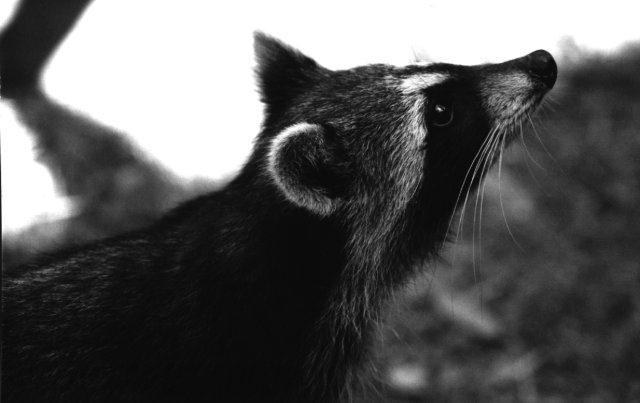 [Raccoon-RightSide-Closeup.jpg]