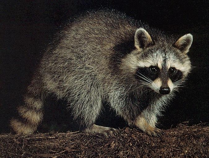 [Raccoon-standing_in_the_dark.jpg]