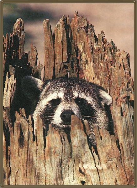 [Raccoon_07-Face_out_of_old_log_hole.jpg]