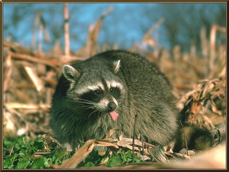 [Raccoon_10-In_Autumn_leaves-Tongue.jpg]