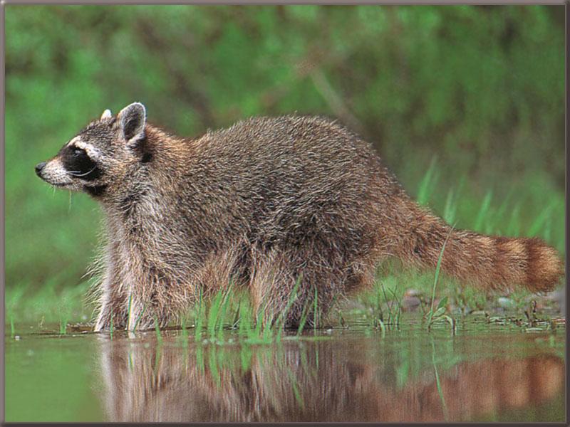 [Raccoon_17-Standing_in_Swamp.jpg]