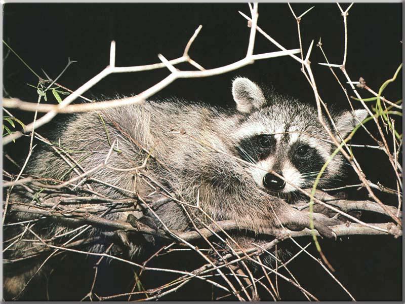 [Raccoon_38-Relaxing_on_tree.JPG]