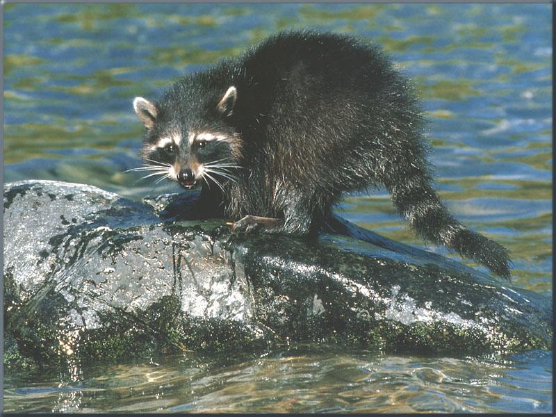 [raccoon21-Just_out_of_water-OnRock.jpg]