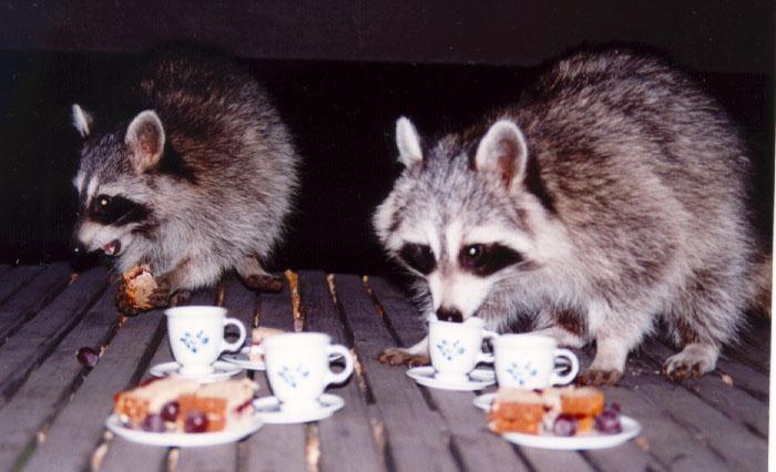 [raccoon_TeaParty3.jpg]
