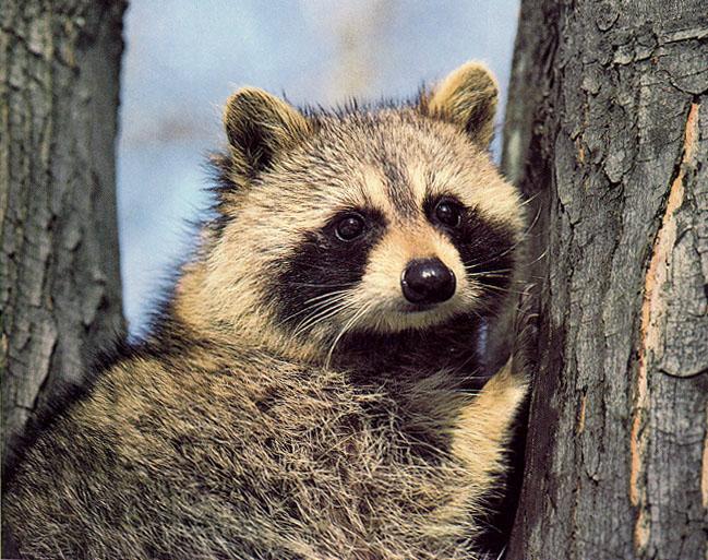 [tree-raccoon2.jpg]