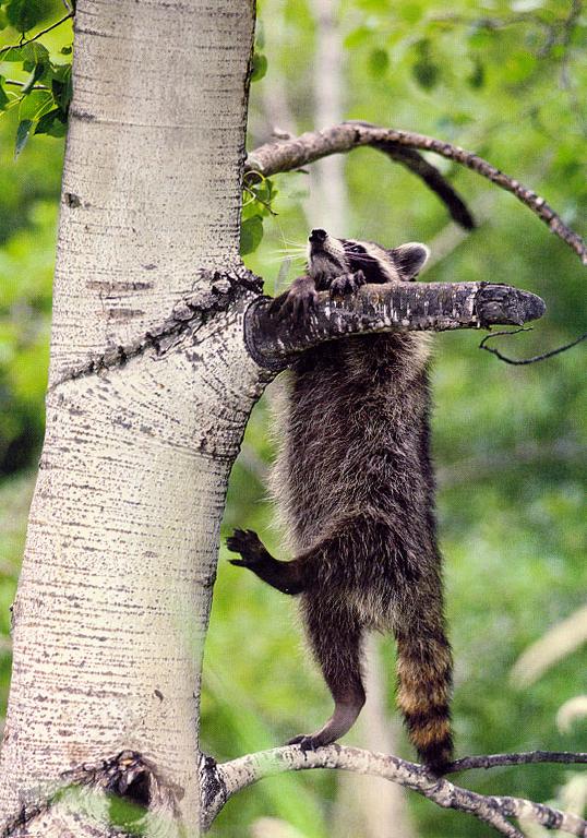 [tree-raccoon3.jpg]