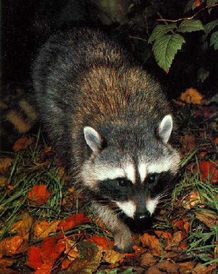 [wffm031-AmericanRaccoon-Out_of_forest-Closeup.jpg]