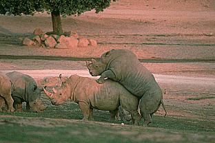 [SDZ_0327-Rhinoceroses-Breeding.jpg]