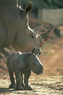 [SDZ_0331-Rhinoceroses-MomNBaby.jpg]