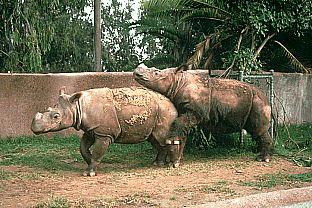 [SDZ_0332-2HairyRhinoceroses-Breeding.jpg]