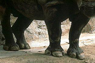 [SDZ_0333-Rhinoceros-Foot-Closeup.jpg]