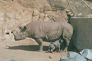 [SDZ_0334-Rhinoceroses-MomNursingBaby.jpg]