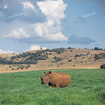 [TongroPhoto-i25-Rhinoceros.jpg]