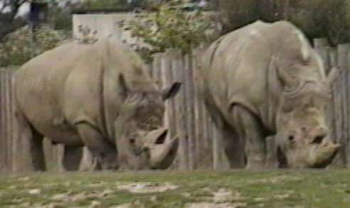 [ZooAnimals-2Rhinoceroses.jpg]