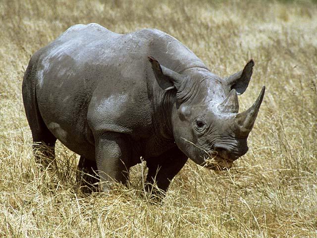 [ak4-rhinoceros.jpg]