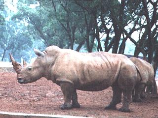 [rhinoceros-anim039.jpg]