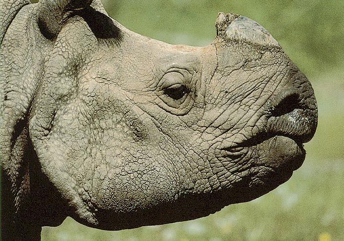 [rhinoceros3-head.jpg]