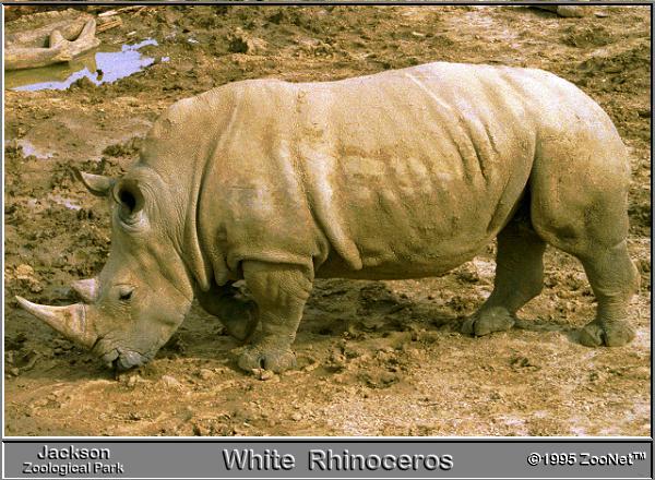[rhinoceros_JacksonZoo.jpg]