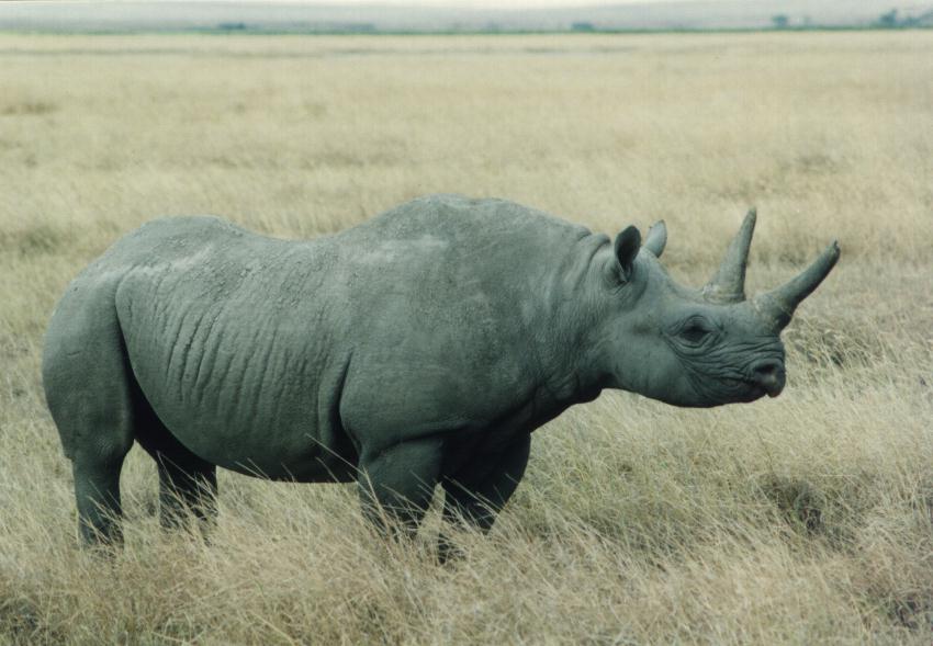 [safari28_rhinoceros.jpg]