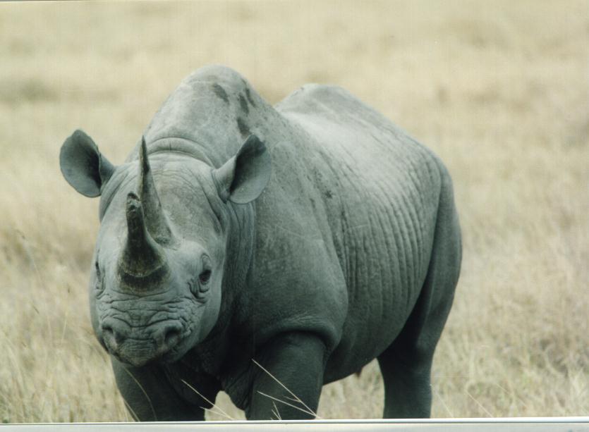 [safari29_rhinoceros.jpg]