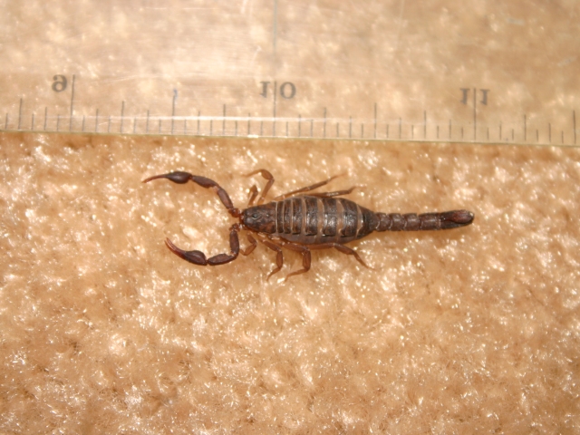 [scorpion1.jpg]