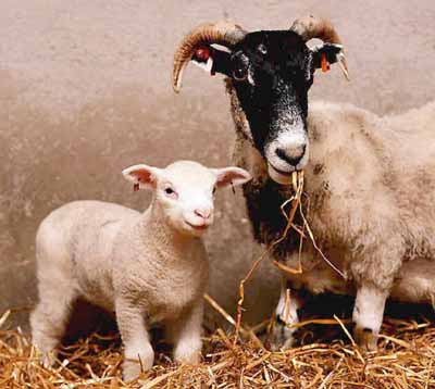[SheepClone-Lamb-Polly_with_poster_mother.jpg]