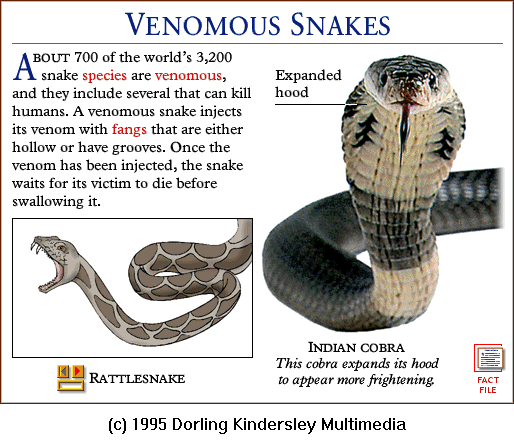 [DKMMNature-Reptile-VenomousSnake-IndianCobra.gif]