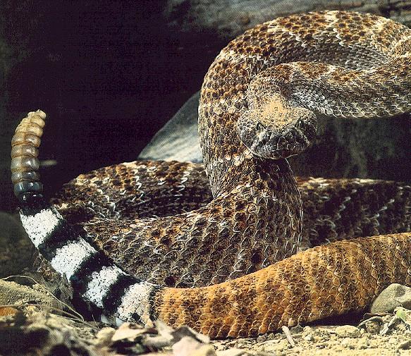 [Rattler2-Snake-Closeup.jpg]