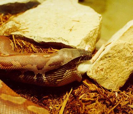 [StLouisZoo-Snakes02-BoaConstrictor-Eating_white_rat.jpg]
