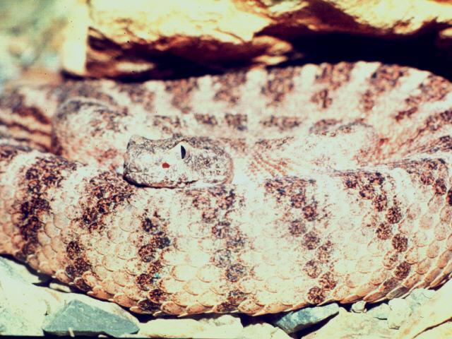 [adi50005-Rattlesnake-Closeup.jpg]