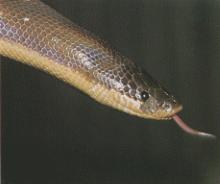 [snake05-MexicanPython.jpg]
