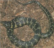 [snake26-LiophisAnomalus.jpg]