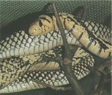 [snake43-TigerRatsnake.jpg]