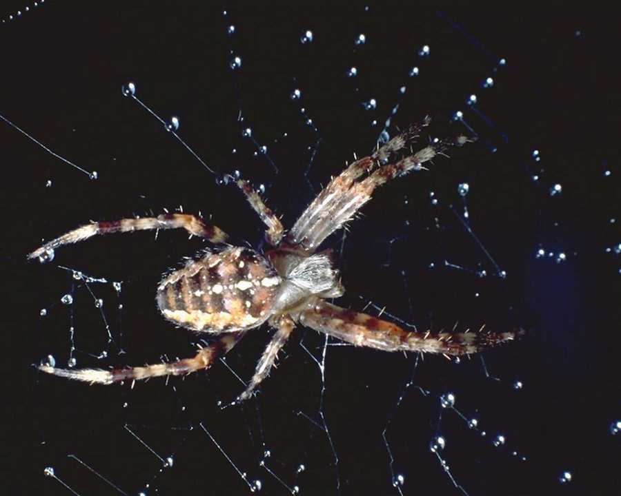 [anmin007-Spider_on_web_with_water_drops.jpg]