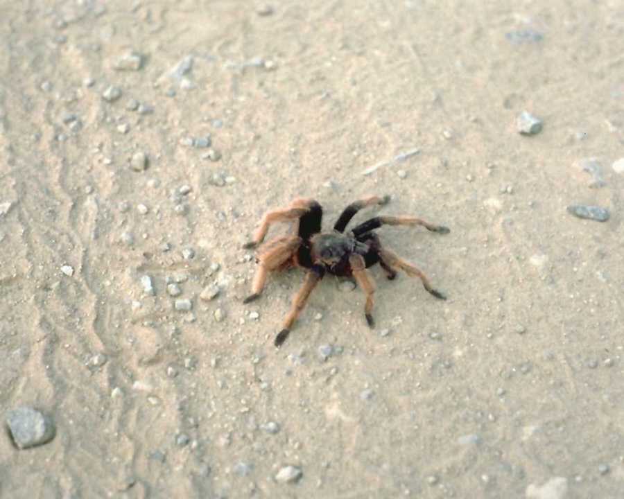 [anmin013-Spider-Crawls_on_sandpebbles.jpg]