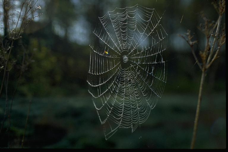 [spider01-Web-Maybe_golden_orb_s.jpg]