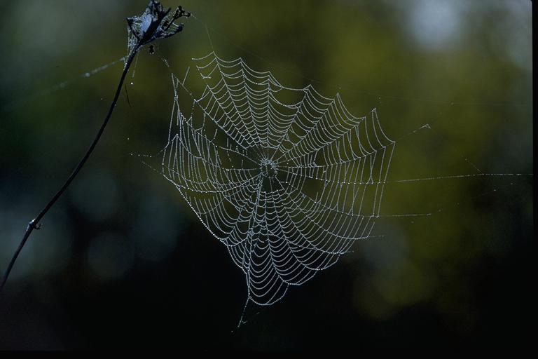 [spider02-Web.jpg]