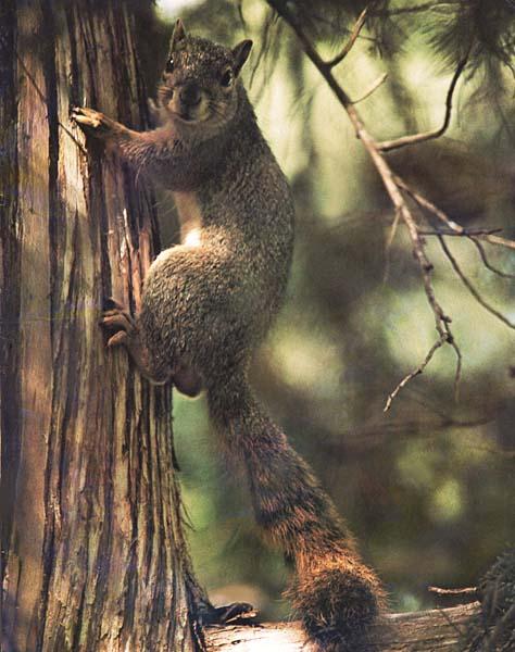 [FoxSquirrel-Climbing_trunk.JPG]