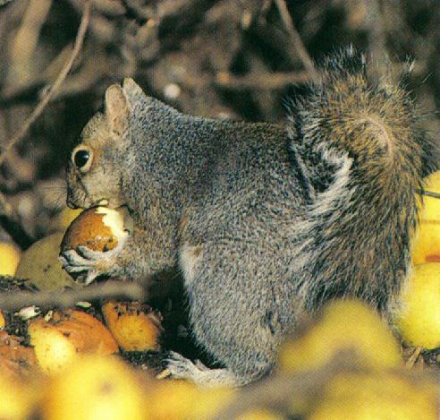 [GraySquirrel-eatingNut.jpg]