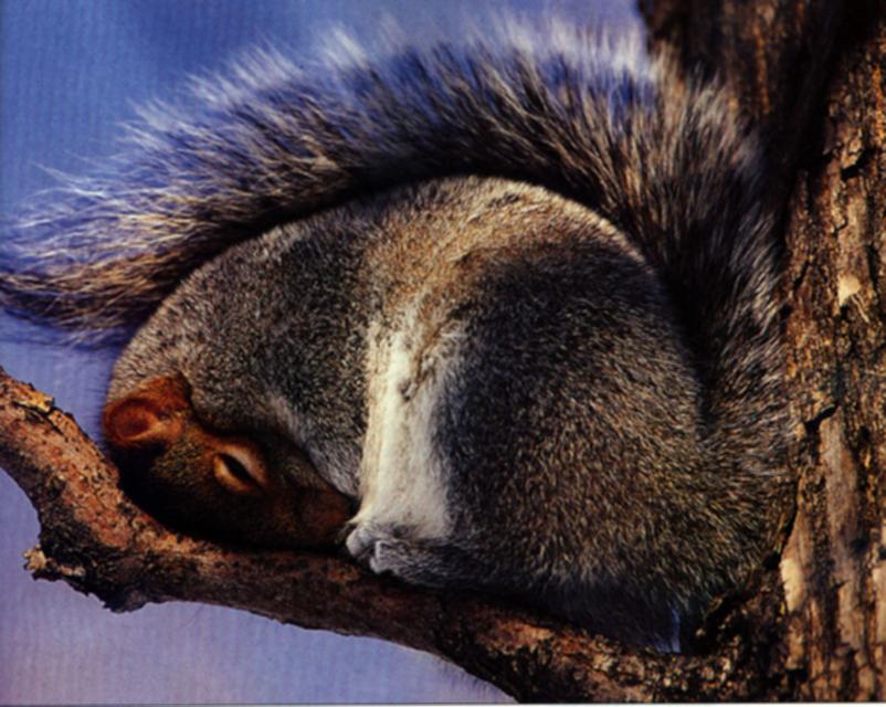 [GraySquirrel_sleepy_on_branch.jpg]