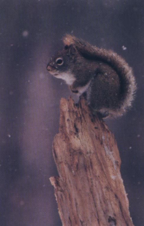 [SquirrelOnLog-animal02.jpg]