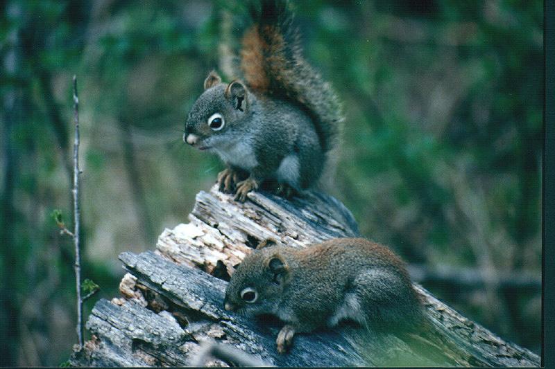 [Two_Young_GraySquirrels-OnRottenLog.jpg]