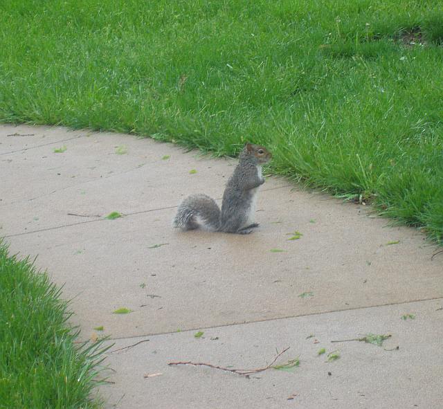 [Wet Squirrel.jpg]