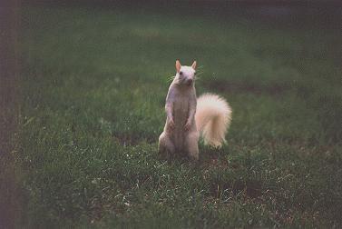 [WhiteSquirrel-OnGrassland-HWR-0001.jpg]