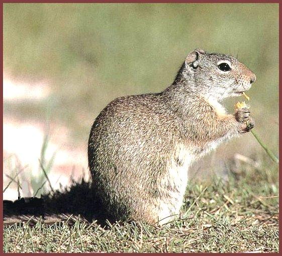 [WyomingGroundSquirrel_02.jpg]