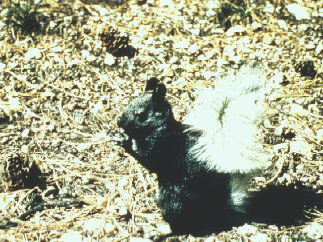 [aed50018-BlackSquirrel-Eating_nut_on_the_ground.jpg]