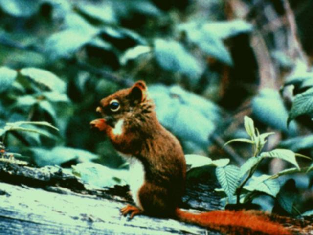 [aed50022-AmericanRedSquirrel-Eating_nut_on_trunk.jpg]