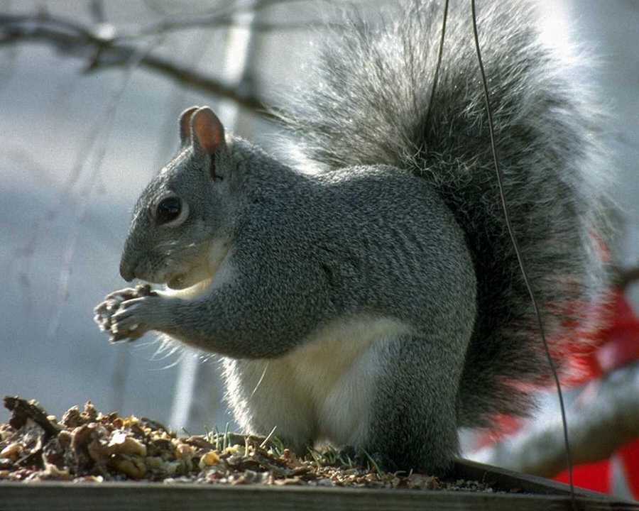 [aey50045-GraySquirrel-Eating_nut.jpg]