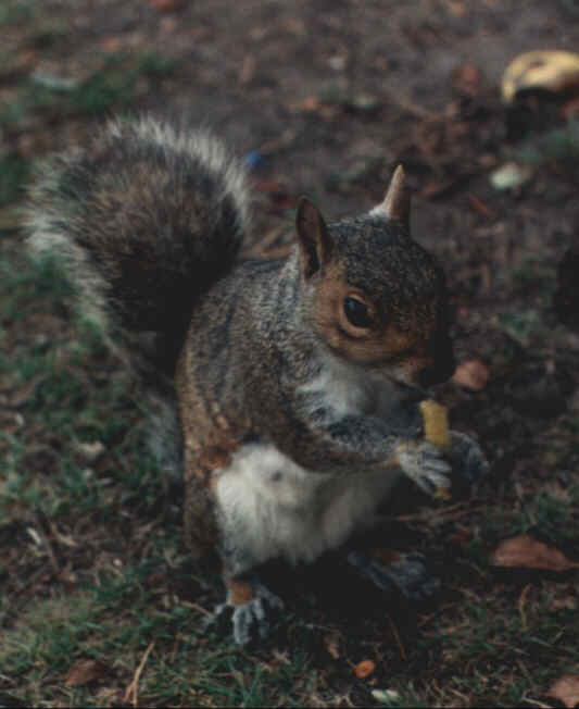 [esquilo-Squirrel-EatingNut.jpg]